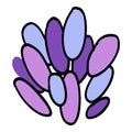 Lavender flower. Provence floral herb with purple blooms. Botanical drawing of French field Lavandula. Blossomed