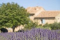 Lavender flower in Provence. France. Royalty Free Stock Photo