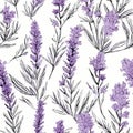 lavender flower rough hand drawn using violet ink seamless pattern Royalty Free Stock Photo