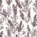 lavender flower rough hand drawn using violet ink seamless pattern Royalty Free Stock Photo