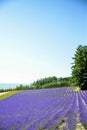 Lavender flower in the row