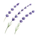 Lavender flower set watercolor illustration. Organic Lavandula herb stems with buds and green leaves close up Royalty Free Stock Photo