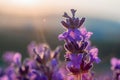 Lavender flower summer background with beautiful purple colors and bokeh lights. Blooming lavender in a field at sunset Royalty Free Stock Photo