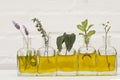 Lavender flower, thyme, rosemary, parsley flower and basil in bottles of oil essence