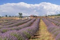 Lavender flower tourism. Tourists came by bus to visit the lavender field. Kuyucak, keciborlu, Isparta