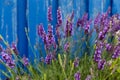 Lavender flower under blue wall