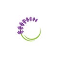 Lavender flower Vector icon illustration