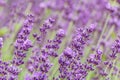 Lavender flower violet Lavandula flowers in nature with copy space