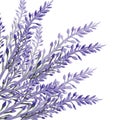 Lavender flower in watercolor paint style Vector