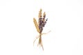 Lavender flower and wheat seeds in a beautiful organic bouquet isolated on white