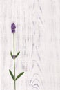 Lavender flower on white wood table background