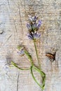 Lavender flower on a wood cement background