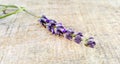 Lavender flower on a wood cement background