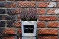 Lavender in a flowerpot