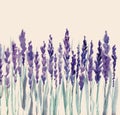 Lavender flowers