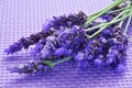 Lavender flowers Royalty Free Stock Photo