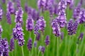 Lavender Flowers Royalty Free Stock Photo