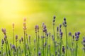 Lavender flowers against blurry green background Royalty Free Stock Photo