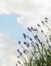 Lavender flowers against the sky. Summer city background. Royalty Free Stock Photo