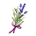 Lavender flowers. Aromatherapy elements. Watercolor illustration.