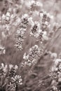 Lavender flowers as background. In Sepia toned. Retro style