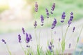 Lavender flowers on the background of herbs Royalty Free Stock Photo