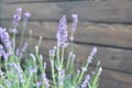 Lavender flowers on the background of an old wooden wall, Lavandula angustifolia, Lavandula officinalis Royalty Free Stock Photo