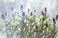 Lavender flowers with backlighting