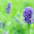 Lavender Flowers