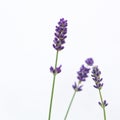 Lavender flowers