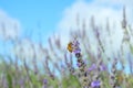 Lavender flowers and bees close-up, clear beautiful blue sky in the background, copy space Royalty Free Stock Photo