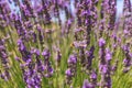 Lavender flowers and bees closeup. Sunny summer day,