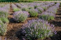 Lavender flowers in bloom bushes on summer Royalty Free Stock Photo