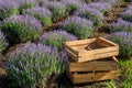 Lavender flowers bushes on summer sunny day. Lavender farm with boxes for harvesting Royalty Free Stock Photo