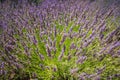 Lavender flowers in bloom close up Royalty Free Stock Photo