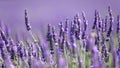 Lavender flowers in bloom Royalty Free Stock Photo