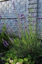 Lavender flowers bloom on a flower bed in a sunny summer day Royalty Free Stock Photo