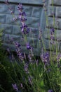 Lavender flowers bloom on a flower bed in a sunny summer day Royalty Free Stock Photo