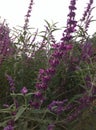 lavender flowers bloom Royalty Free Stock Photo