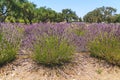 Lavender flowers in bloom on summer sunny day. Royalty Free Stock Photo