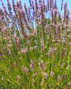 Lavender flowers in bloom on summer sunny day. Royalty Free Stock Photo