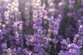 Lavender Flowers In Bloom In Sunlight. Purple Lavender Field