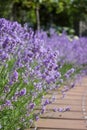 Lavender flowers blooming on a bright sunny day