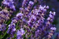 Lavender flowers blooming on the field. Close-up Royalty Free Stock Photo