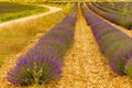 Lavender flowers blooming field in France Royalty Free Stock Photo