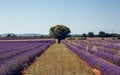 Lavender flowers blooming field Royalty Free Stock Photo
