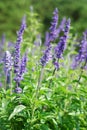 Lavender flowers blooming in a field during summer