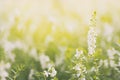 Lavender flowers blooming.field of white lavender flowers. lavender flowers in morning sunrise soft focus for background Royalty Free Stock Photo