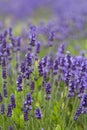 Lavender flowers blooming in the garden, beautiful lavender field. Royalty Free Stock Photo