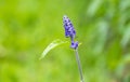 Lavender flowers blooming in the garden Royalty Free Stock Photo